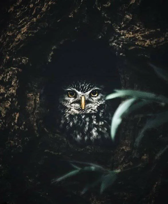 Owlie